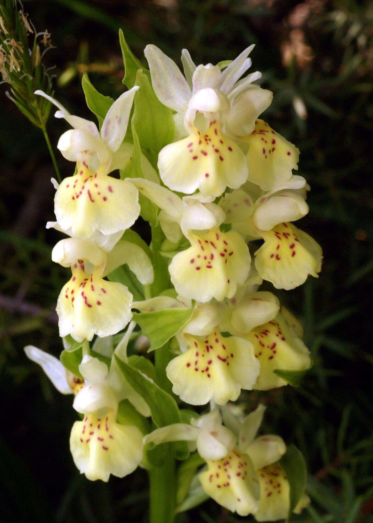 Image of Elder-flowered orchid