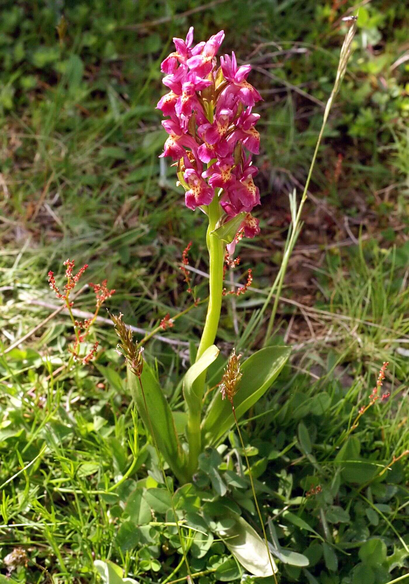 Image of Elder-flowered orchid