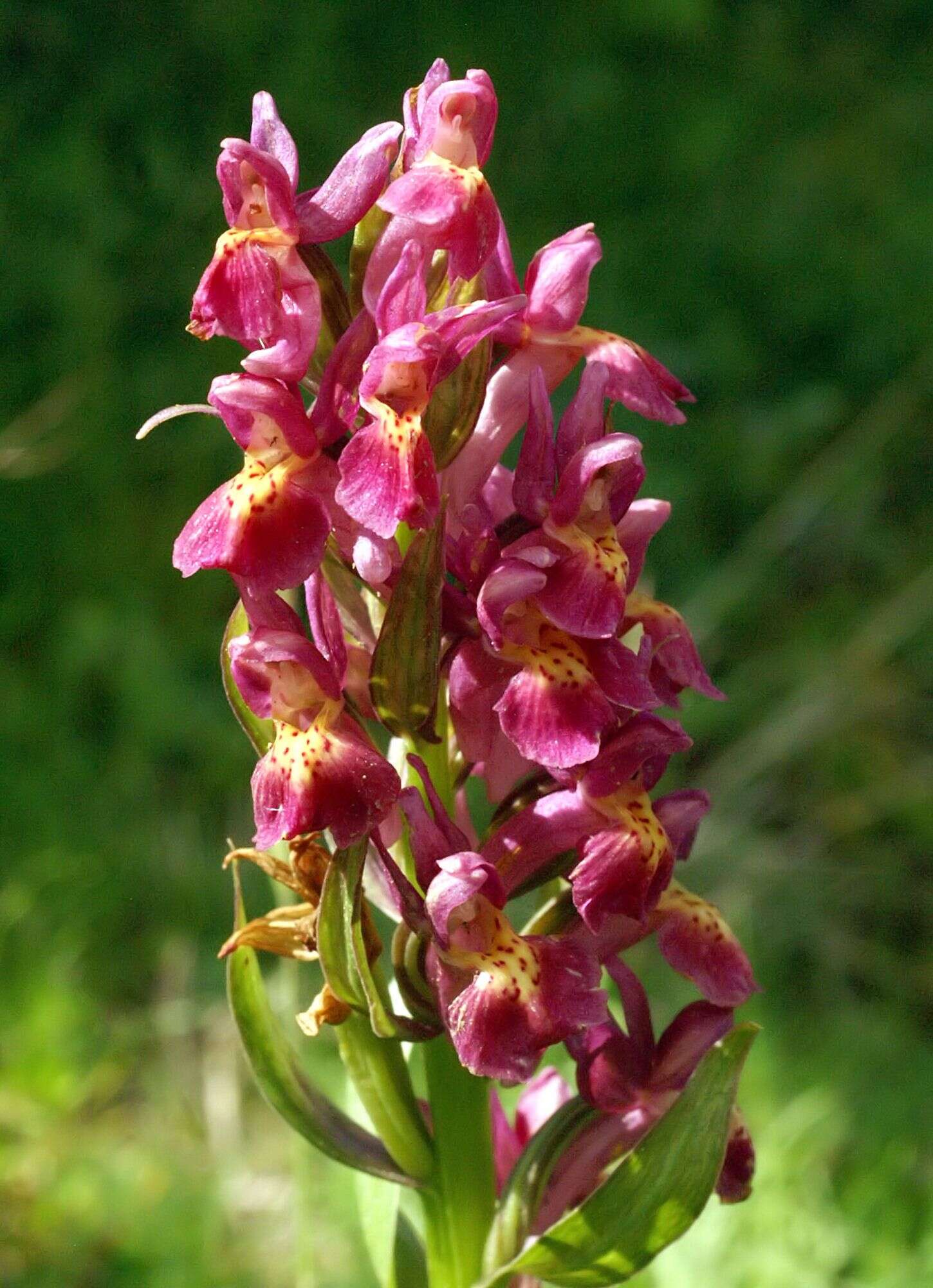 Image of Elder-flowered orchid