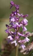 Image of Anacamptis morio subsp. picta (Loisel.) Jacquet & Scappat.