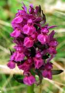 Image of Elder-flowered orchid