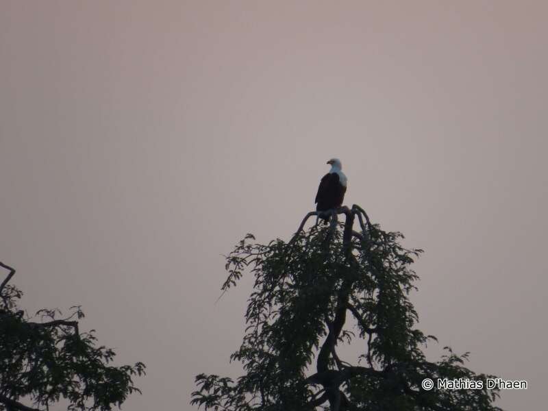 Image of African Fish Eagle