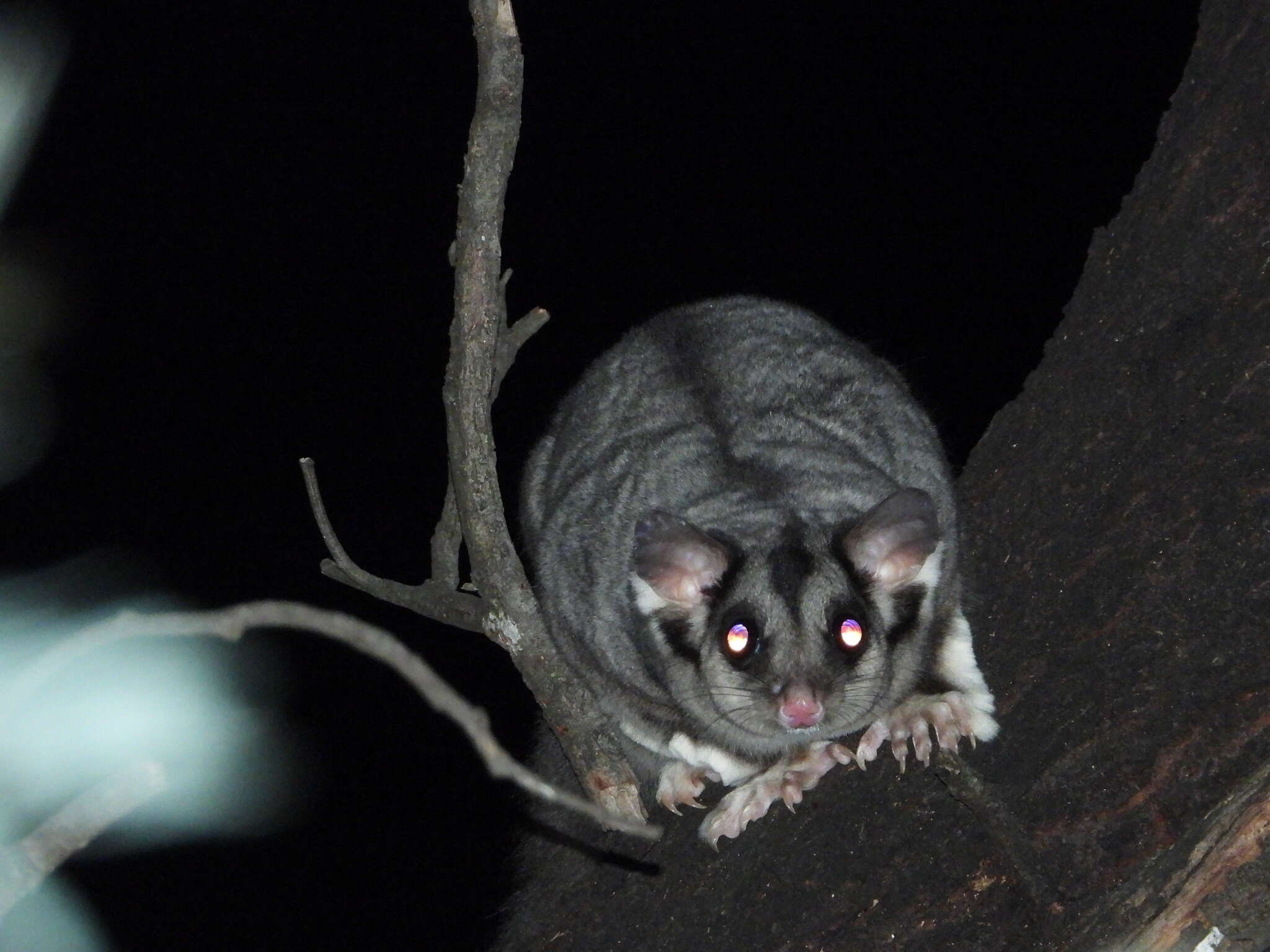 Image of Squirrel Glider