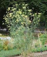 Image of fennel