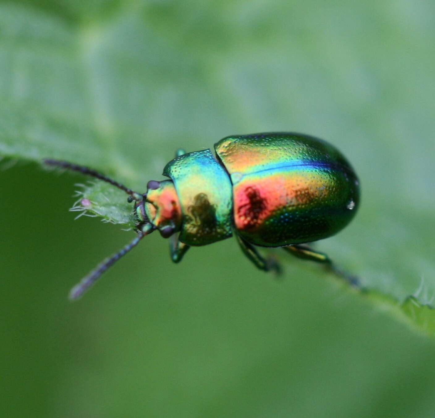 Image of Chrysolina fastuosa