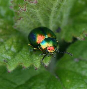 Image of Chrysolina fastuosa