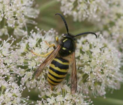 Image of Dolichovespula sylvestris (Scopoli 1763)