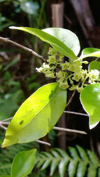 Image of Geniostoma rupestre var. ligustrifolium (Cunn.) B. J. Conn