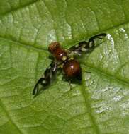 Image of Celery Fly