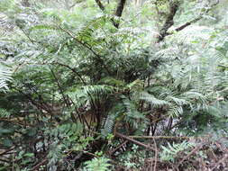 Image of Ptisana salicifolia (Schrad.) Senterre & Rouhan