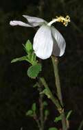 Imagem de Hibiscus meyeri subsp. meyeri