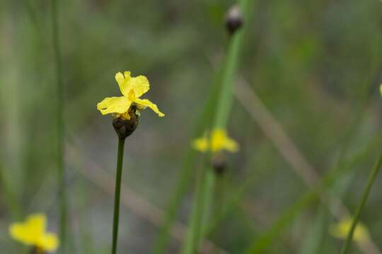 Image of Baldwin's Yellow-Eyed-Grass