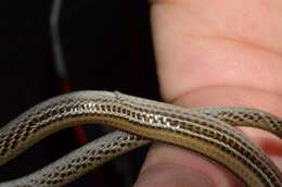 Image of Striped Legless Lizard