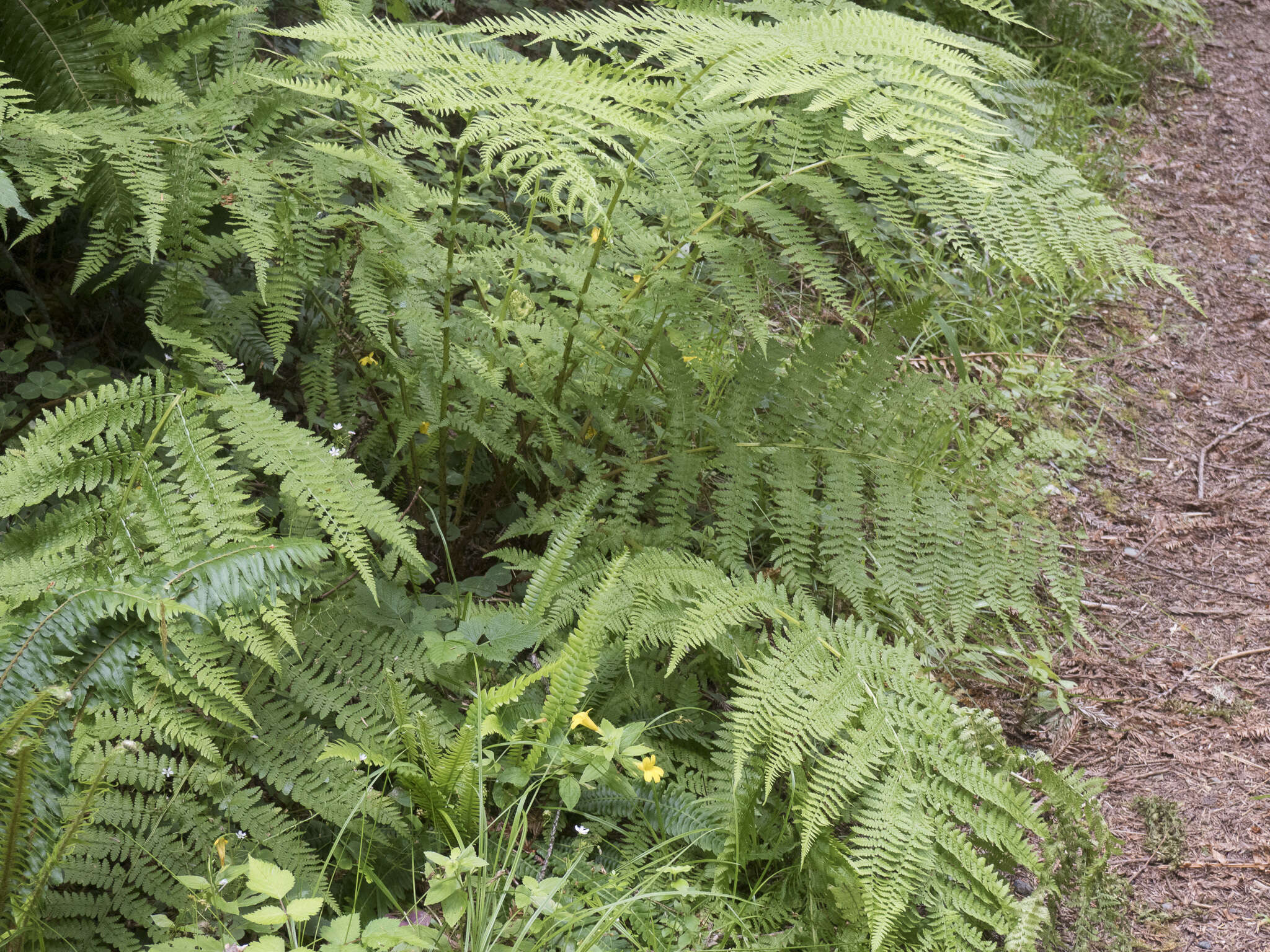 Athyrium asplenioides var. cyclosorum (Rupr.) resmi