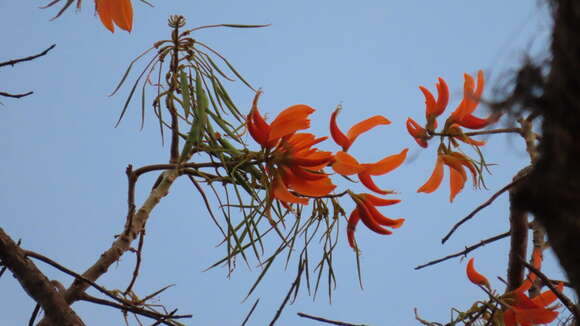 Imagem de Erythrina poeppigiana (Walp.) O. F. Cook