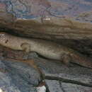 Image of Gidgee Skink