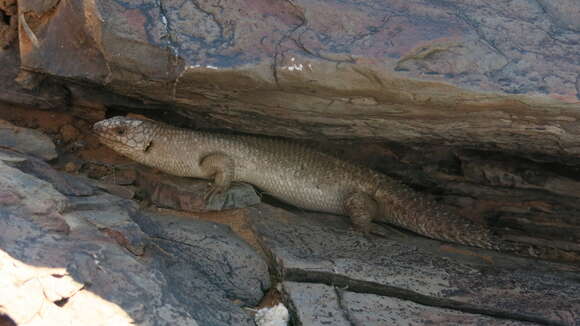 Image of Gidgee Skink