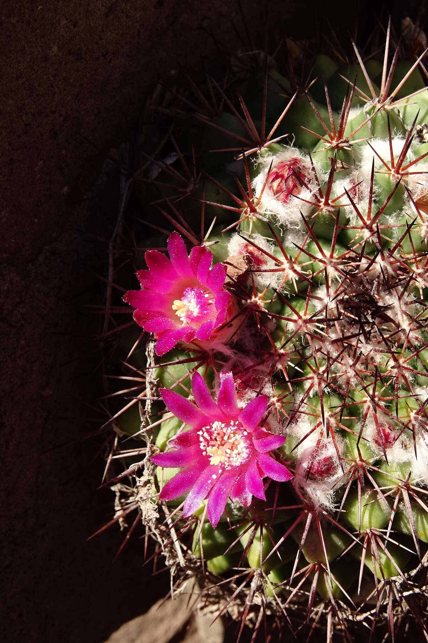 Mammillaria sonorensis R. T. Craig的圖片