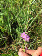 Plancia ëd Lythrum californicum Torr. & Gray