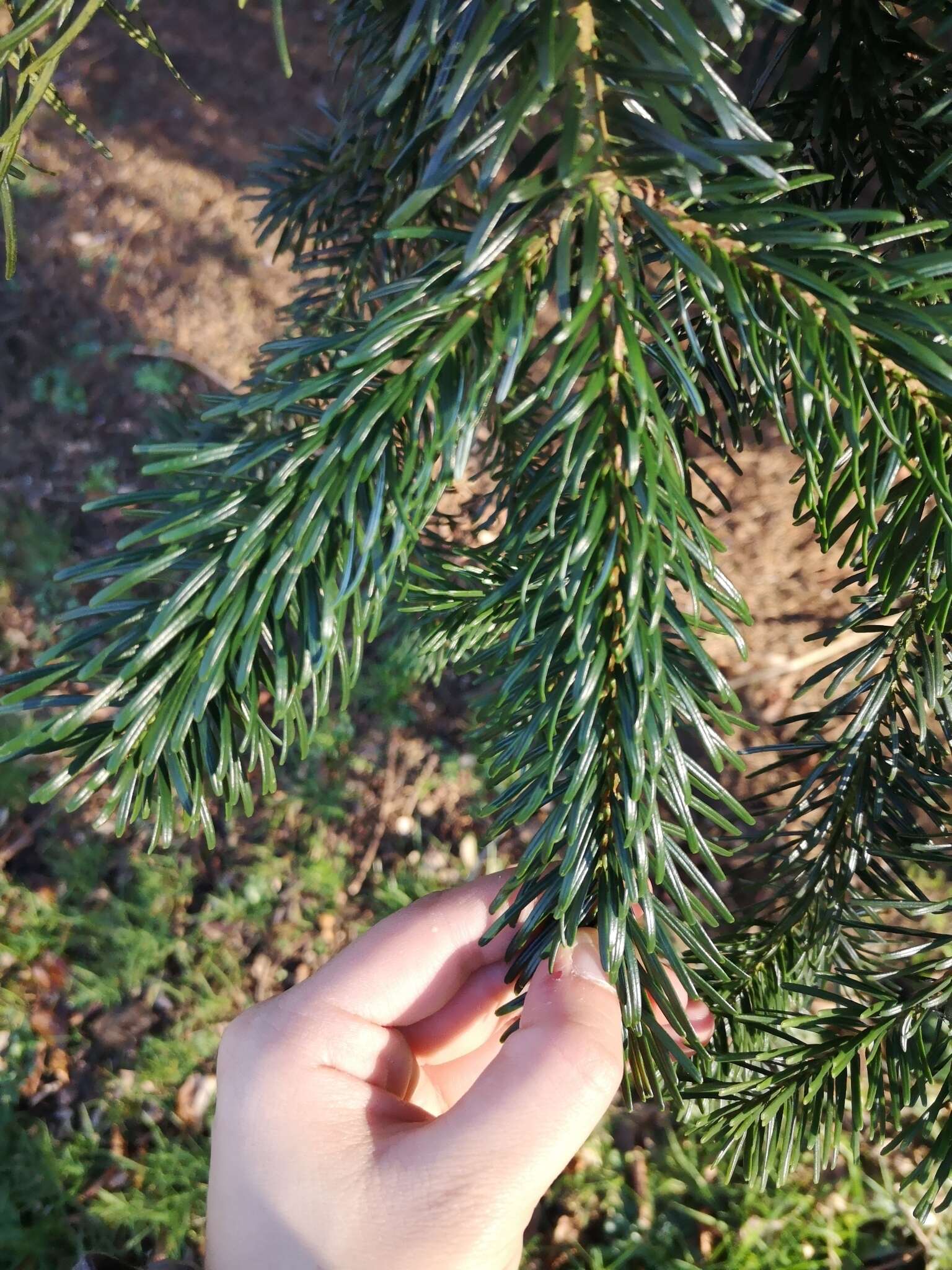 Image of Caucasian Fir