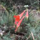 Imagem de Epilobium canum subsp. canum