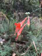 Epilobium canum subsp. canum的圖片