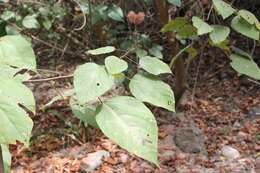 Image of Achiote