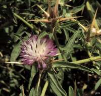 Image of Iberian knapweed