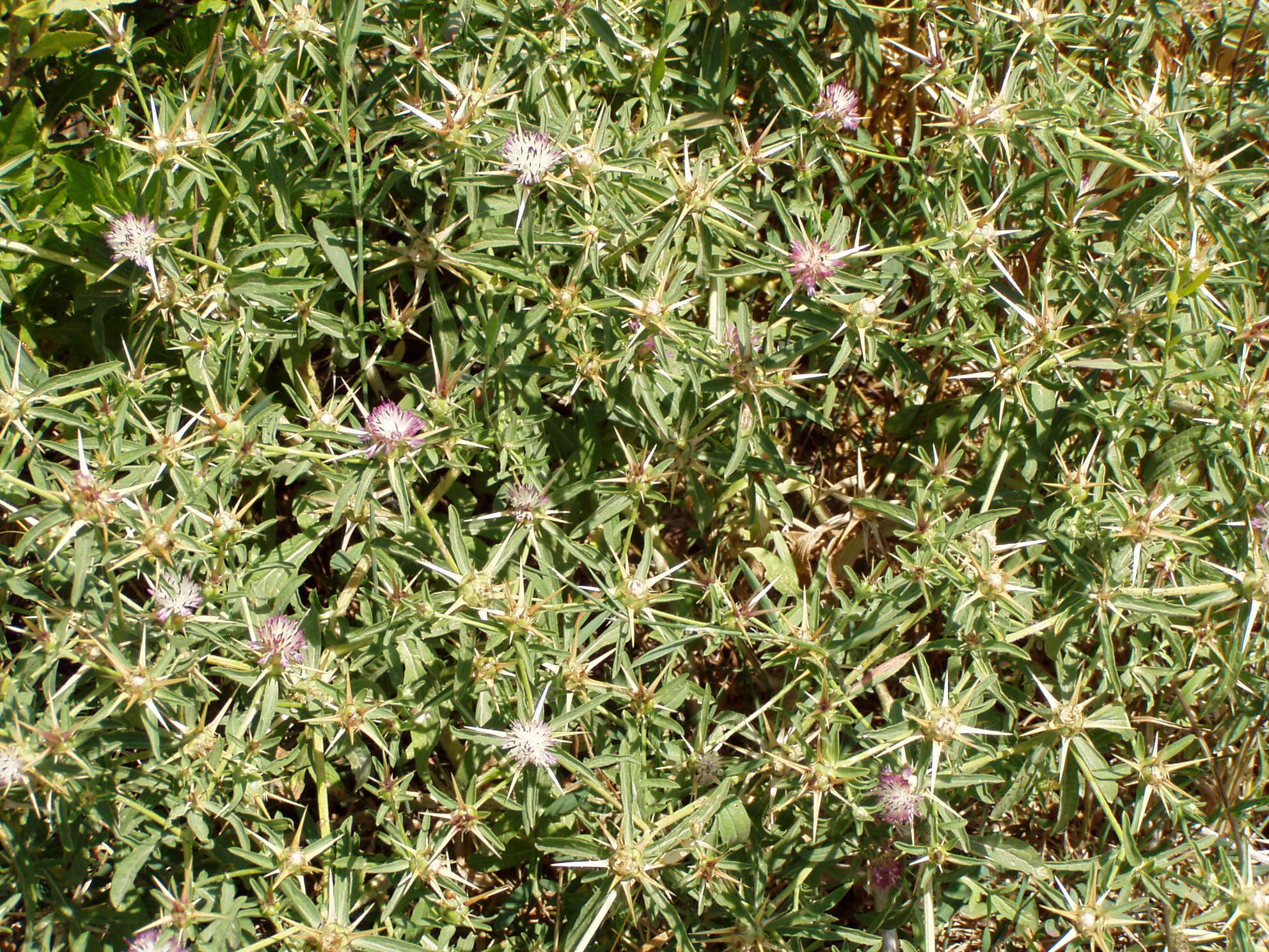 Image of Iberian knapweed
