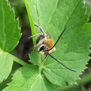 Image of Eucera longicornis (Linnaeus 1758)