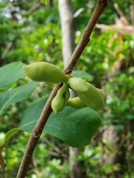 Image of Small-Flower Pawpaw