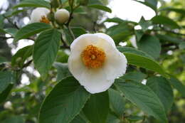 Imagem de Stewartia pseudocamellia Maxim.