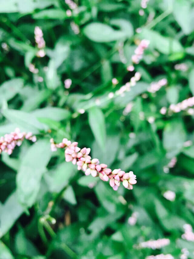 صورة Persicaria longiseta (De Bruyn) Kitagawa