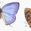 Image of Arhopala anarte (Hewitson 1862)