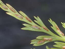 Image of Asplenium adiantum-nigrum var. solidum (Kunze) J. P. Roux