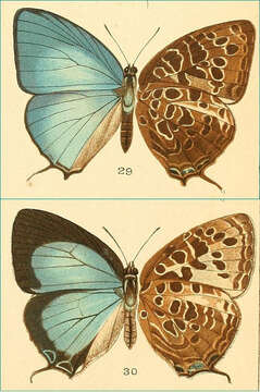 Plancia ëd Arhopala anarte (Hewitson 1862)