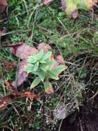 Image of Columbian whitetop aster