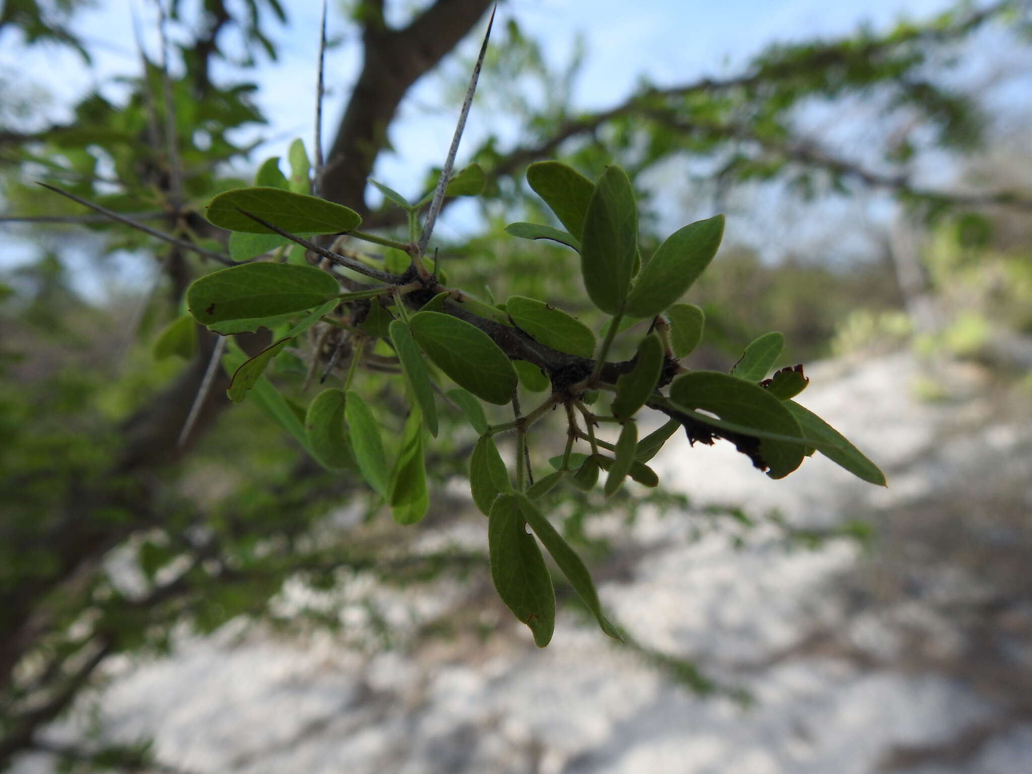 Image of Vachellia bilimekii (J. Macbr.) Seigler & Ebinger