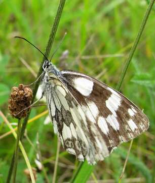 Image of marbled white