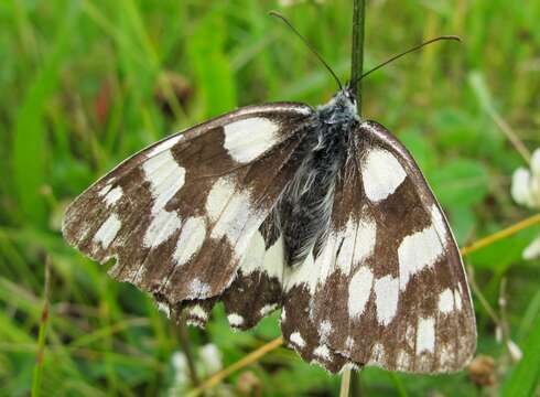 Image of marbled white