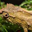 Image of South African Stumptail Chameleon