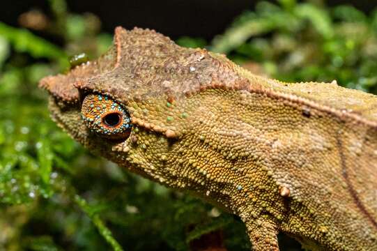 Image of South African Stumptail Chameleon