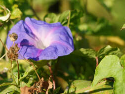 Image of tall morning-glory