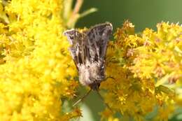 صورة Agrotis gladiaria Morris 1874