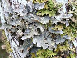 Image of lung lichen