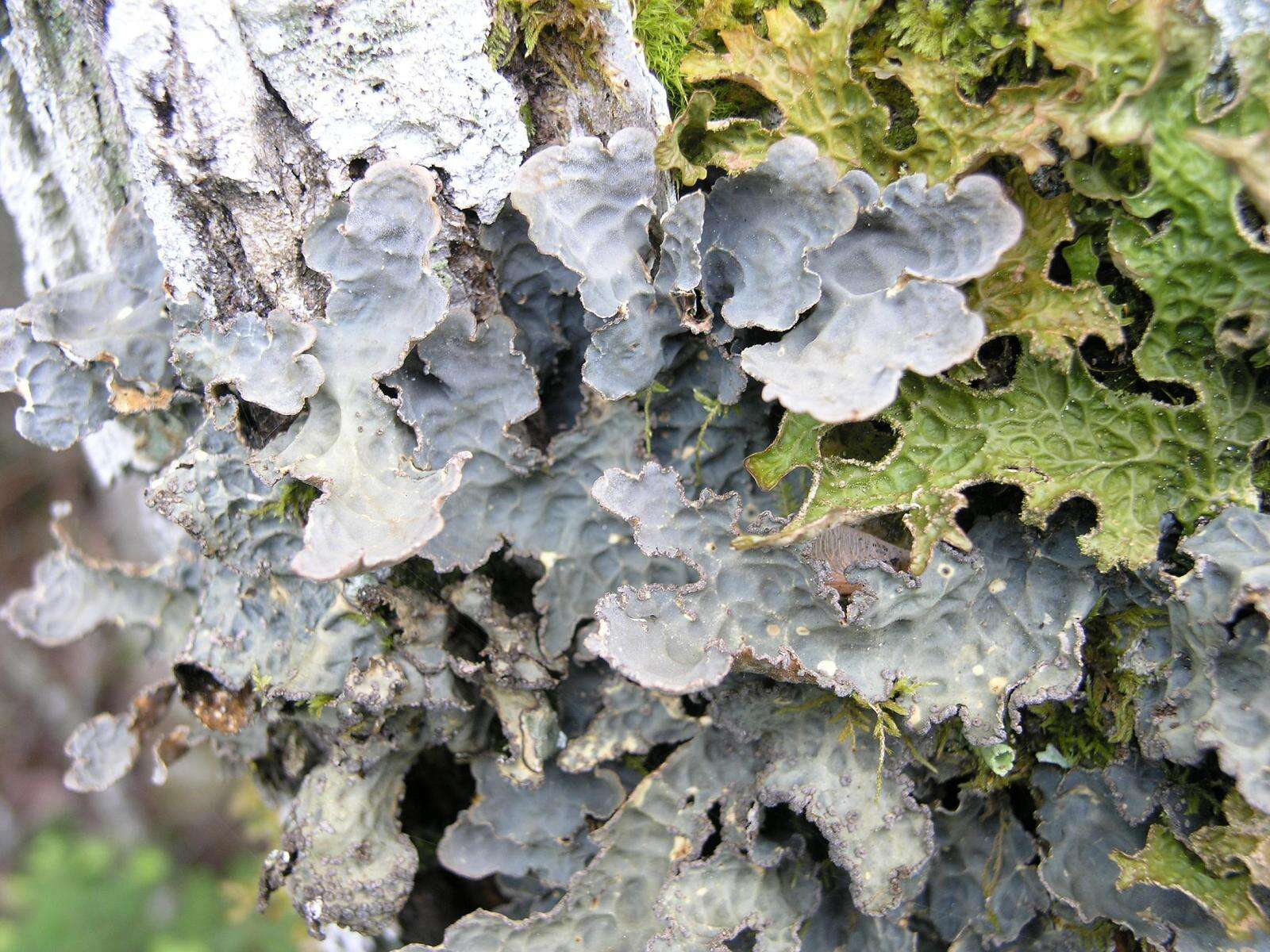 Image of lung lichen