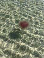 Image of larson's jellyfish