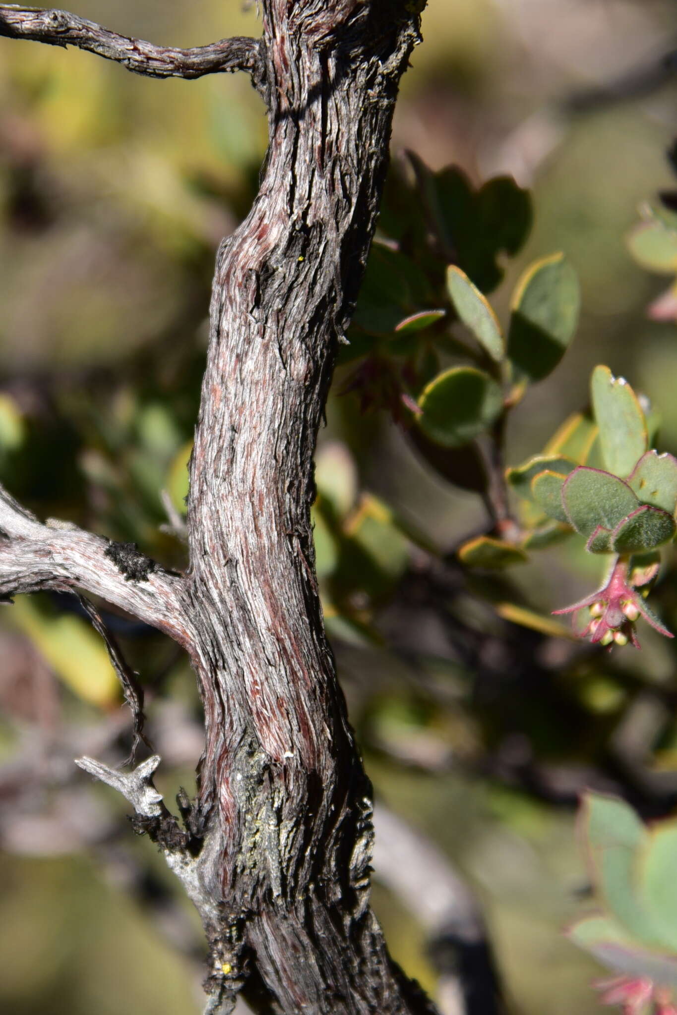 Image of Nissenan manzanita