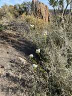 Image of Pseudoselago recurvifolia O. M. Hilliard