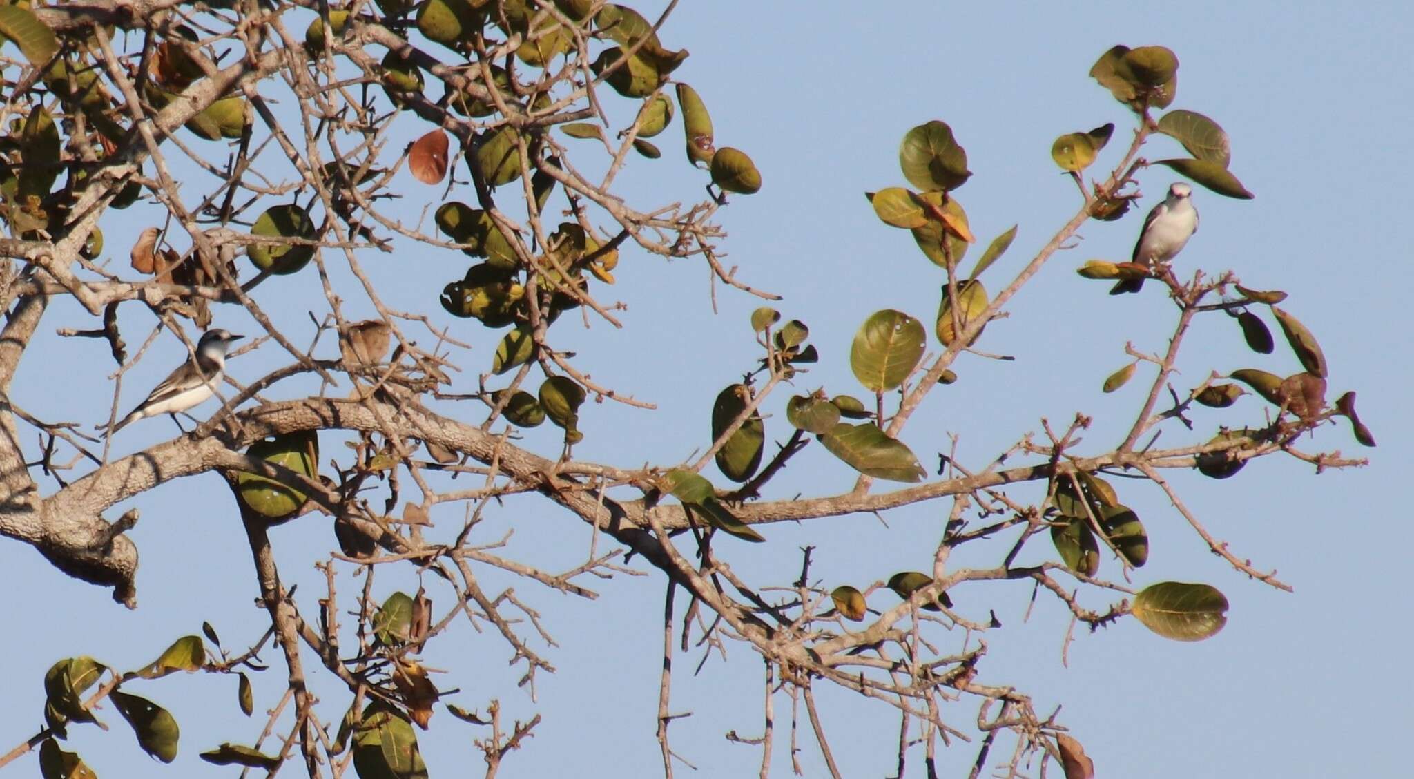 Image of White-rumped Monjita